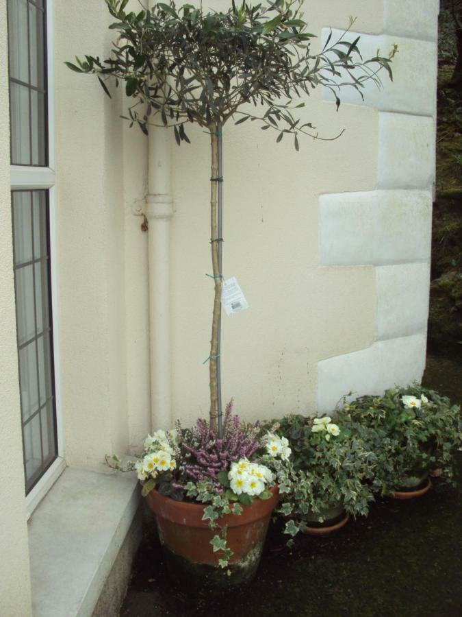 Woodlands Bed & Breakfast Looe Exterior photo